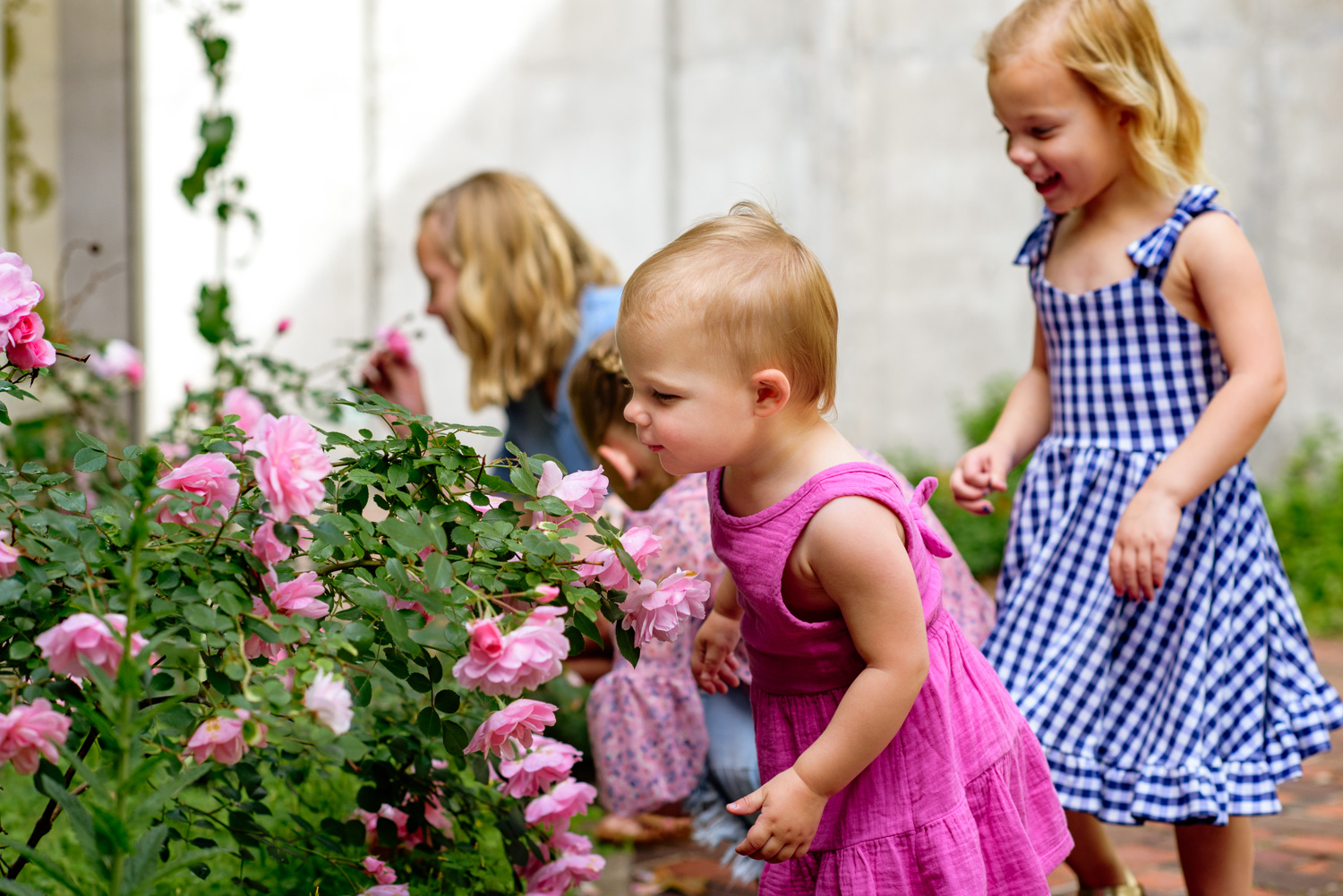 Four small girls smell pink roses.