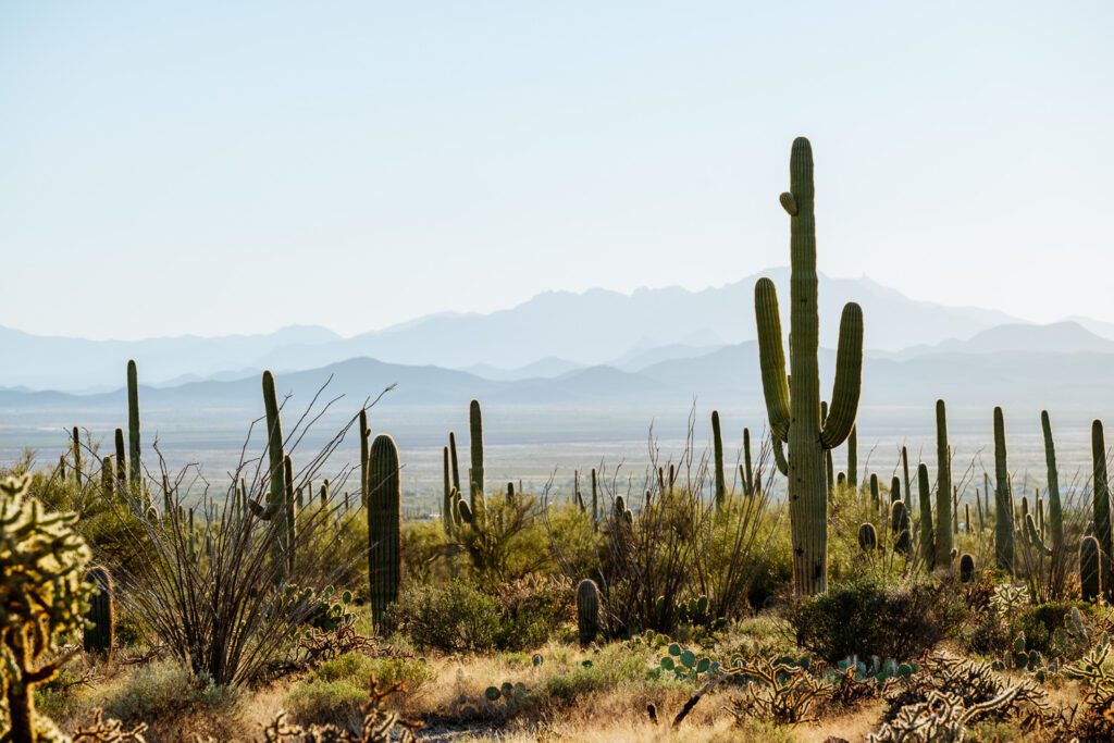 Saguaro Cactus in Saguaro National Park near Tucson Arizona with Mountains in the distance.